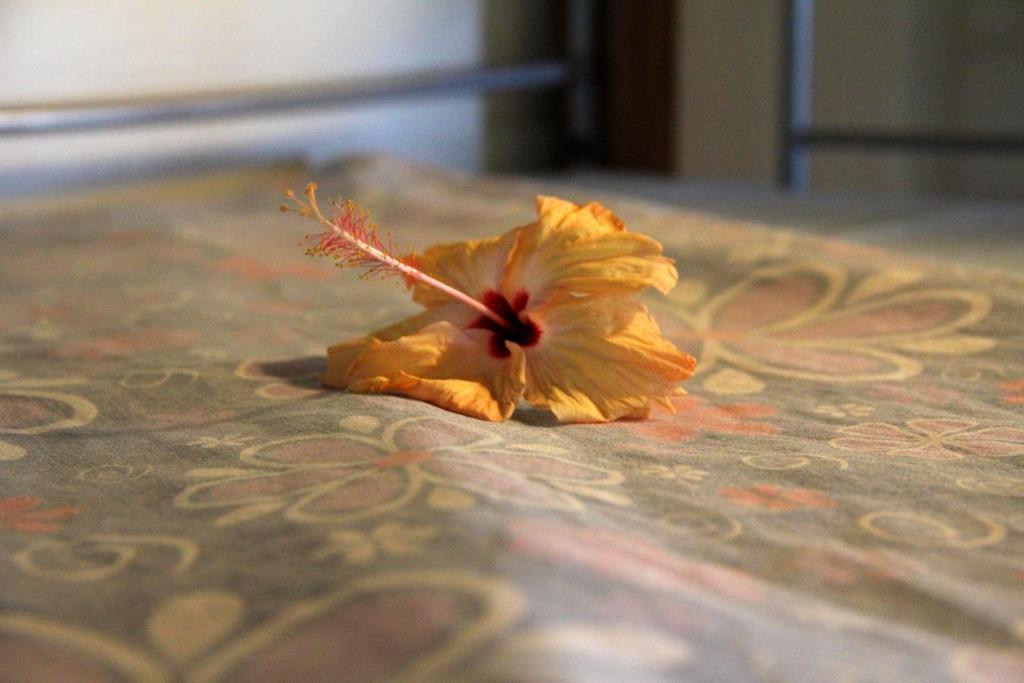 Bamboo Backpackers Hostel Nadi Phòng bức ảnh